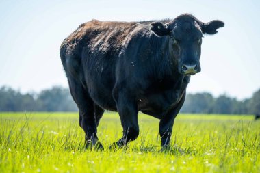 Avustralya 'da bir tarlada otlayan damızlık sığır, inek ve buzağılara yakın bir yerde. Sürü türleri arasında benekli park, Murray Grey, Angus, Brangus ve Wagyu bahar ve yaz aylarında uzun otlaklarda bulunur..