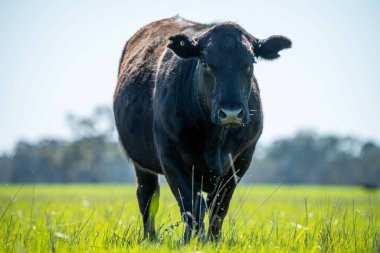 Avustralya 'da bir tarlada otlayan damızlık sığır, inek ve buzağılara yakın bir yerde. Sürü türleri arasında benekli park, Murray Grey, Angus, Brangus ve Wagyu bahar ve yaz aylarında uzun otlaklarda bulunur..