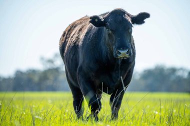 Avustralya 'da bir tarlada otlayan damızlık sığır, inek ve buzağılara yakın bir yerde. Sürü türleri arasında benekli park, Murray Grey, Angus, Brangus ve Wagyu bahar ve yaz aylarında uzun otlaklarda bulunur..