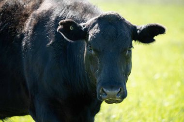 Avustralya 'da bir tarlada otlayan damızlık sığır, inek ve buzağılara yakın bir yerde. Sürü türleri arasında benekli park, Murray Grey, Angus, Brangus ve Wagyu bahar ve yaz aylarında uzun otlaklarda bulunur..