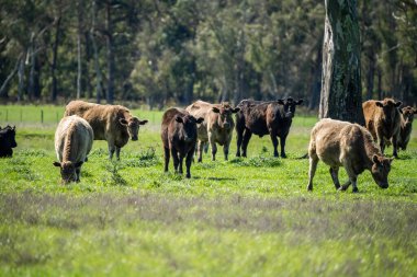 Avustralya 'da bir tarlada otlayan damızlık sığır, inek ve buzağılara yakın bir yerde. Sürü türleri arasında benekli park, Murray Grey, Angus, Brangus ve Wagyu bahar ve yaz aylarında uzun otlaklarda bulunur..