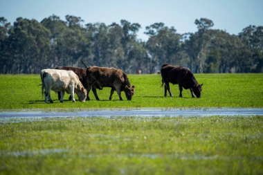 Avustralya 'da bir tarlada otlayan damızlık sığır, inek ve buzağılara yakın bir yerde. Sürü türleri arasında benekli park, Murray Grey, Angus, Brangus ve Wagyu bahar ve yaz aylarında uzun otlaklarda bulunur..