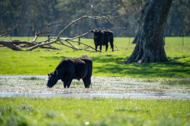Avustralya 'da bir tarlada otlayan damızlık sığır, inek ve buzağılara yakın bir yerde. Sürü türleri arasında benekli park, Murray Grey, Angus, Brangus ve Wagyu bahar ve yaz aylarında uzun otlaklarda bulunur..