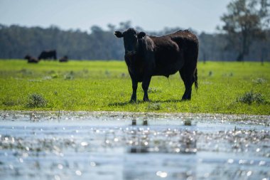 Avustralya 'da bir tarlada otlayan damızlık sığır, inek ve buzağılara yakın bir yerde. Sürü türleri arasında benekli park, Murray Grey, Angus, Brangus ve Wagyu bahar ve yaz aylarında uzun otlaklarda bulunur..