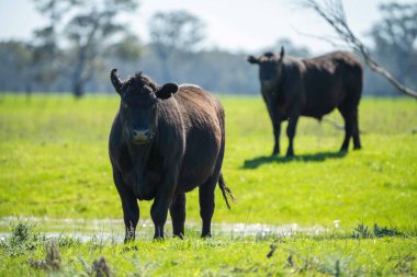 Avustralya 'da bir tarlada otlayan damızlık sığır, inek ve buzağılara yakın bir yerde. Sürü türleri arasında benekli park, Murray Grey, Angus, Brangus ve Wagyu bahar ve yaz aylarında uzun otlaklarda bulunur..
