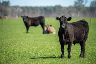 Avustralya 'da bir tarlada otlayan damızlık sığır, inek ve buzağılara yakın bir yerde. Sürü türleri arasında benekli park, Murray Grey, Angus, Brangus ve Wagyu bahar ve yaz aylarında uzun otlaklarda bulunur..