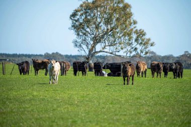 Avustralya 'da bir tarlada otlayan damızlık sığır, inek ve buzağılara yakın bir yerde. Sürü türleri arasında benekli park, Murray Grey, Angus, Brangus ve Wagyu bahar ve yaz aylarında uzun otlaklarda bulunur..