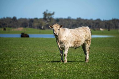 Avustralya 'da bir tarlada otlayan damızlık sığır, inek ve buzağılara yakın bir yerde. Sürü türleri arasında benekli park, Murray Grey, Angus, Brangus ve Wagyu bahar ve yaz aylarında uzun otlaklarda bulunur..