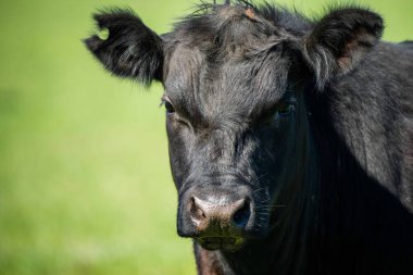 Avustralya 'da bir tarlada otlayan damızlık sığır, inek ve buzağılara yakın bir yerde. Sürü türleri arasında benekli park, Murray Grey, Angus, Brangus ve Wagyu bahar ve yaz aylarında uzun otlaklarda bulunur..