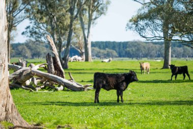 Avustralya 'da bir tarlada otlayan damızlık sığır, inek ve buzağılara yakın bir yerde. Sürü türleri arasında benekli park, Murray Grey, Angus, Brangus ve Wagyu bahar ve yaz aylarında uzun otlaklarda bulunur..