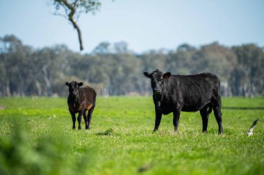 Avustralya 'da bir tarlada otlayan damızlık sığır, inek ve buzağılara yakın bir yerde. Sürü türleri arasında benekli park, Murray Grey, Angus, Brangus ve Wagyu bahar ve yaz aylarında uzun otlaklarda bulunur..