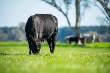 Avustralya 'da bir tarlada otlayan damızlık sığır, inek ve buzağılara yakın bir yerde. Sürü türleri arasında benekli park, Murray Grey, Angus, Brangus ve Wagyu bahar ve yaz aylarında uzun otlaklarda bulunur..
