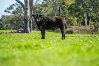 Avustralya 'da bir tarlada otlayan damızlık sığır, inek ve buzağılara yakın bir yerde. Sürü türleri arasında benekli park, Murray Grey, Angus, Brangus ve Wagyu bahar ve yaz aylarında uzun otlaklarda bulunur..