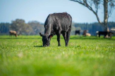 Avustralya 'da bir tarlada otlayan damızlık sığır, inek ve buzağılara yakın bir yerde. Sürü türleri arasında benekli park, Murray Grey, Angus, Brangus ve Wagyu bahar ve yaz aylarında uzun otlaklarda bulunur..