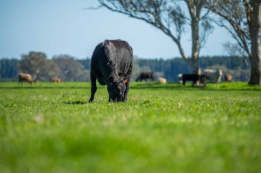 Avustralya 'da bir tarlada otlayan damızlık sığır, inek ve buzağılara yakın bir yerde. Sürü türleri arasında benekli park, Murray Grey, Angus, Brangus ve Wagyu bahar ve yaz aylarında uzun otlaklarda bulunur..