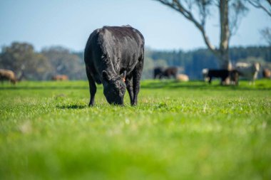 Avustralya 'da bir tarlada otlayan damızlık sığır, inek ve buzağılara yakın bir yerde. Sürü türleri arasında benekli park, Murray Grey, Angus, Brangus ve Wagyu bahar ve yaz aylarında uzun otlaklarda bulunur..