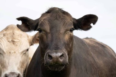 Avustralya 'da bir tarlada otlayan damızlık sığır, inek ve buzağılara yakın bir yerde. Sürü türleri arasında benekli park, Murray Grey, Angus, Brangus ve Wagyu bahar ve yaz aylarında uzun otlaklarda bulunur..
