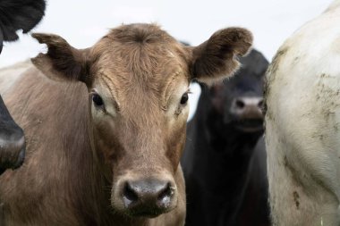 Avustralya 'da bir tarlada otlayan damızlık sığır, inek ve buzağılara yakın bir yerde. Sürü türleri arasında benekli park, Murray Grey, Angus, Brangus ve Wagyu bahar ve yaz aylarında uzun otlaklarda bulunur..