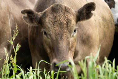 Avustralya 'da bir tarlada otlayan damızlık sığır, inek ve buzağılara yakın bir yerde. Sürü türleri arasında benekli park, Murray Grey, Angus, Brangus ve Wagyu bahar ve yaz aylarında uzun otlaklarda bulunur..