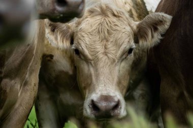 Avustralya 'da bir tarlada otlayan damızlık sığır, inek ve buzağılara yakın bir yerde. Sürü türleri arasında benekli park, Murray Grey, Angus, Brangus ve Wagyu bahar ve yaz aylarında uzun otlaklarda bulunur..