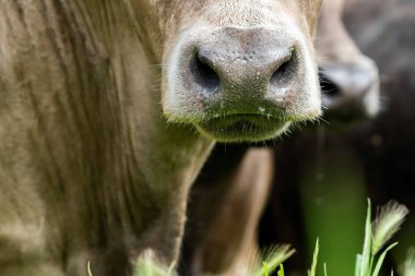 Avustralya 'da bir tarlada otlayan damızlık sığır, inek ve buzağılara yakın bir yerde. Sürü türleri arasında benekli park, Murray Grey, Angus, Brangus ve Wagyu bahar ve yaz aylarında uzun otlaklarda bulunur..