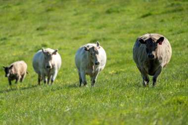 Avustralya 'da bir tarlada otlayan damızlık sığır, inek ve buzağılara yakın bir yerde. Sürü türleri arasında benekli park, Murray Grey, Angus, Brangus ve Wagyu bahar ve yaz aylarında uzun otlaklarda bulunur..