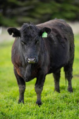 Avustralya 'da bir tarlada otlayan damızlık sığır, inek ve buzağılara yakın bir yerde. Sürü türleri arasında benekli park, Murray Grey, Angus, Brangus ve Wagyu bahar ve yaz aylarında uzun otlaklarda bulunur..