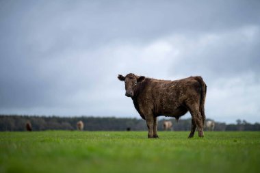 Avustralya 'da bir tarlada otlayan damızlık sığır, inek ve buzağılara yakın bir yerde. Sürü türleri arasında benekli park, Murray Grey, Angus, Brangus ve Wagyu bahar ve yaz aylarında uzun otlaklarda bulunur..