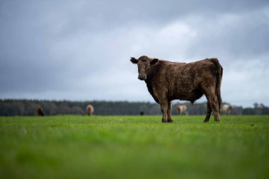 Avustralya 'da bir tarlada otlayan damızlık sığır, inek ve buzağılara yakın bir yerde. Sürü türleri arasında benekli park, Murray Grey, Angus, Brangus ve Wagyu bahar ve yaz aylarında uzun otlaklarda bulunur..
