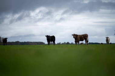 Avustralya 'da bir tarlada otlayan damızlık sığır, inek ve buzağılara yakın bir yerde. Sürü türleri arasında benekli park, Murray Grey, Angus, Brangus ve Wagyu bahar ve yaz aylarında uzun otlaklarda bulunur..