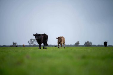 Avustralya 'da bir tarlada otlayan damızlık sığır, inek ve buzağılara yakın bir yerde. Sürü türleri arasında benekli park, Murray Grey, Angus, Brangus ve Wagyu bahar ve yaz aylarında uzun otlaklarda bulunur..