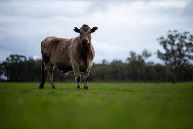 Avustralya 'da bir tarlada otlayan damızlık sığır, inek ve buzağılara yakın bir yerde. Sürü türleri arasında benekli park, Murray Grey, Angus, Brangus ve Wagyu bahar ve yaz aylarında uzun otlaklarda bulunur..