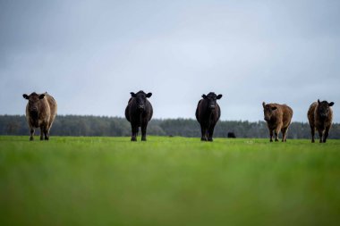 Avustralya 'da bir tarlada otlayan damızlık sığır, inek ve buzağılara yakın bir yerde. Sürü türleri arasında benekli park, Murray Grey, Angus, Brangus ve Wagyu bahar ve yaz aylarında uzun otlaklarda bulunur..