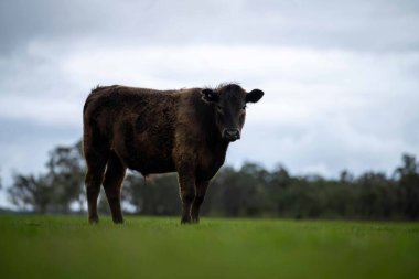 Avustralya 'da bir tarlada otlayan damızlık sığır, inek ve buzağılara yakın bir yerde. Sürü türleri arasında benekli park, Murray Grey, Angus, Brangus ve Wagyu bahar ve yaz aylarında uzun otlaklarda bulunur..
