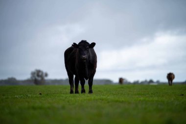 Avustralya 'da bir tarlada otlayan damızlık sığır, inek ve buzağılara yakın bir yerde. Sürü türleri arasında benekli park, Murray Grey, Angus, Brangus ve Wagyu bahar ve yaz aylarında uzun otlaklarda bulunur..