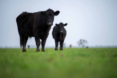 Avustralya 'da bir tarlada otlayan damızlık sığır, inek ve buzağılara yakın bir yerde. Sürü türleri arasında benekli park, Murray Grey, Angus, Brangus ve Wagyu bahar ve yaz aylarında uzun otlaklarda bulunur..