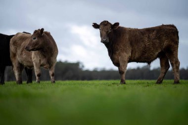 Avustralya 'da bir tarlada otlayan damızlık sığır, inek ve buzağılara yakın bir yerde. Sürü türleri arasında benekli park, Murray Grey, Angus, Brangus ve Wagyu bahar ve yaz aylarında uzun otlaklarda bulunur..