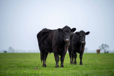 Avustralya 'da bir tarlada otlayan damızlık sığır, inek ve buzağılara yakın bir yerde. Sürü türleri arasında benekli park, Murray Grey, Angus, Brangus ve Wagyu bahar ve yaz aylarında uzun otlaklarda bulunur..