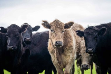 Avustralya 'da bir tarlada otlayan damızlık sığır, inek ve buzağılara yakın bir yerde. Sürü türleri arasında benekli park, Murray Grey, Angus, Brangus ve Wagyu bahar ve yaz aylarında uzun otlaklarda bulunur..