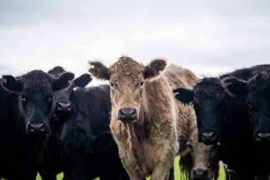 Avustralya 'da bir tarlada otlayan damızlık sığır, inek ve buzağılara yakın bir yerde. Sürü türleri arasında benekli park, Murray Grey, Angus, Brangus ve Wagyu bahar ve yaz aylarında uzun otlaklarda bulunur..