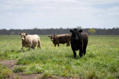 Avustralya 'da bir tarlada otlayan damızlık sığır, inek ve buzağılara yakın bir yerde. Sürü türleri arasında benekli park, Murray Grey, Angus, Brangus ve Wagyu bahar ve yaz aylarında uzun otlaklarda bulunur..