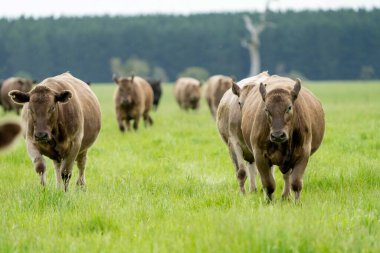 Avustralya 'da bir tarlada otlayan damızlık sığır, inek ve buzağılara yakın bir yerde. Sürü türleri arasında benekli park, Murray Grey, Angus, Brangus ve Wagyu bahar ve yaz aylarında uzun otlaklarda bulunur..