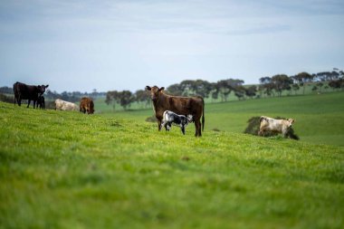 Aygır Angus, wagyu, Murray Grey, Süt ve sığır İnekleri ve bir tarlada otlayan boğalar. Avustralya 'da bir tarım çiftliğinde yetiştirilen hayvanlar organik ve serbest..
