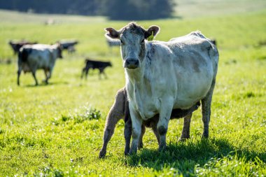 Aygır Angus, wagyu, Murray Grey, Süt ve sığır İnekleri ve bir tarlada otlayan boğalar. Avustralya 'da bir tarım çiftliğinde yetiştirilen hayvanlar organik ve serbest..