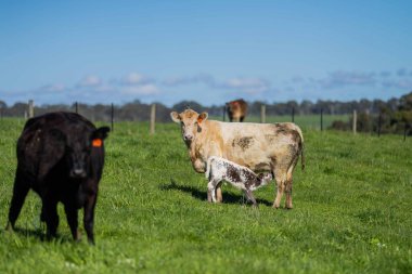 Aygır Angus, wagyu, Murray Grey, Süt ve sığır İnekleri ve bir tarlada otlayan boğalar. Avustralya 'da bir tarım çiftliğinde yetiştirilen hayvanlar organik ve serbest..