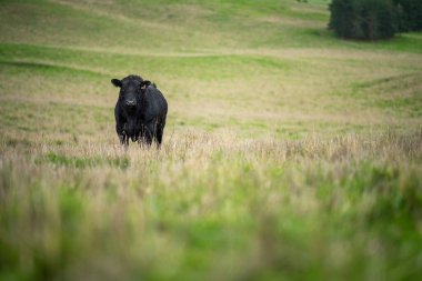 Aygır Angus, wagyu, Murray Grey, Süt ve sığır İnekleri ve bir tarlada otlayan boğalar. Avustralya 'da bir tarım çiftliğinde yetiştirilen hayvanlar organik ve serbest..