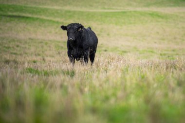 Avustralya 'da bir tarlada otlayan damızlık sığır ve sığırların yakınına. saman ve tohum yiyorlar. Türleri arasında benekli park, Murray Grey, Angus, Brangus ve Wagyu bulunur..