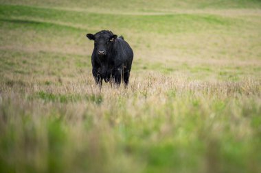 Avustralya 'da bir tarlada otlayan damızlık sığır ve sığırların yakınına. saman ve tohum yiyorlar. Türleri arasında benekli park, Murray Grey, Angus, Brangus ve Wagyu bulunur..