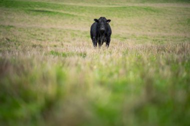 Avustralya 'da bir tarlada otlayan damızlık sığır ve sığırların yakınına. saman ve tohum yiyorlar. Türleri arasında benekli park, Murray Grey, Angus, Brangus ve Wagyu bulunur..