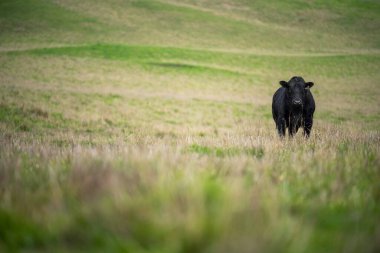 Avustralya 'da bir tarlada otlayan damızlık sığır ve sığırların yakınına. saman ve tohum yiyorlar. Türleri arasında benekli park, Murray Grey, Angus, Brangus ve Wagyu bulunur..